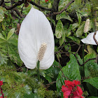 White Flamingo Lily