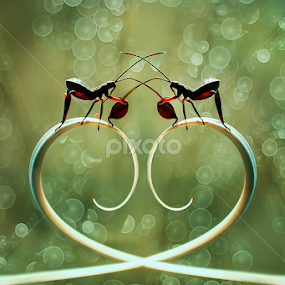falling in love by A Rahman - Animals Insects & Spiders