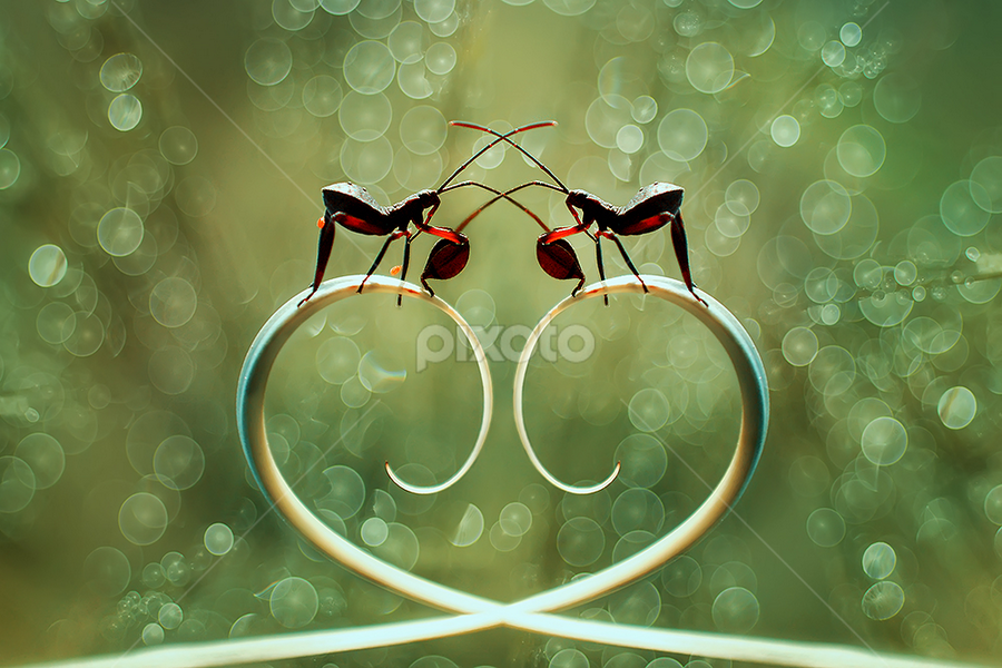 falling in love by A Rahman - Animals Insects & Spiders