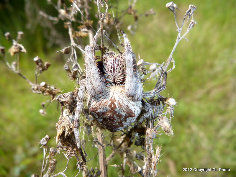 Garden Orb-weaver Spider