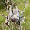 Garden Orb-weaver Spider