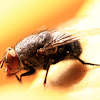 Common Blue Bottle Fly