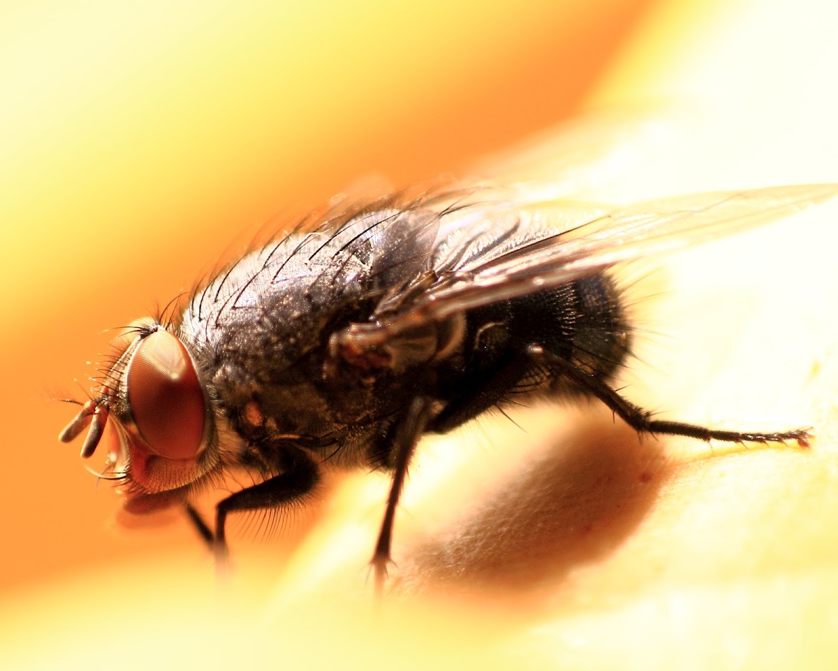 Common Blue Bottle Fly