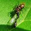 Ant mimic jumping spider