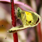 Dainty Sulphur Butterfly (mating pair)
