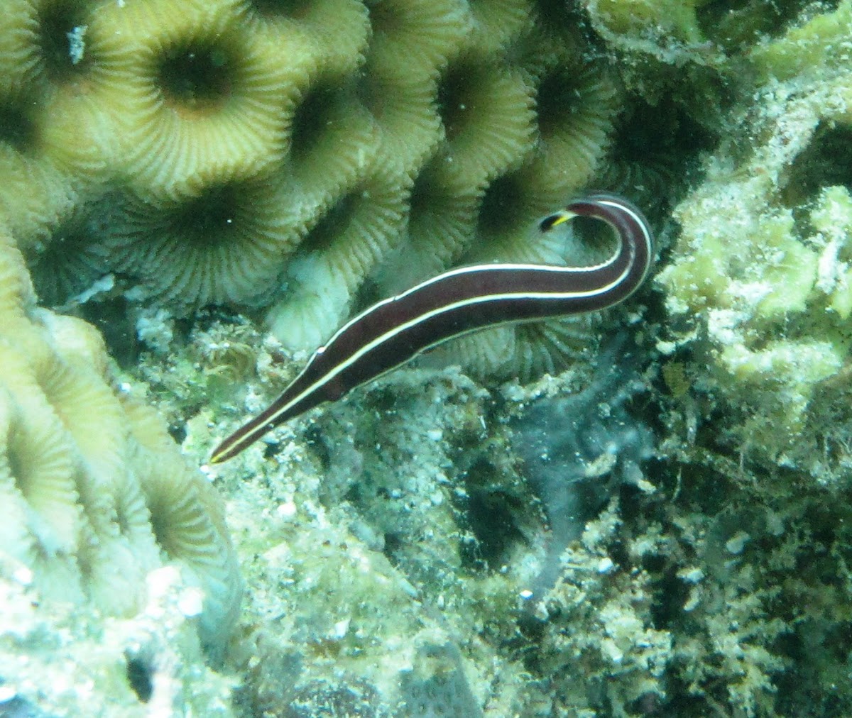 Long snout Clingfish