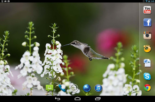 【免費個人化App】Colibry Flight live wallpaper-APP點子