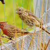 House finch, male and female