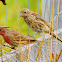 House finch, male and female