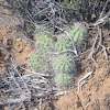 hedgehog cactus
