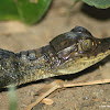 Spectacled caiman