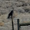 Common Raven