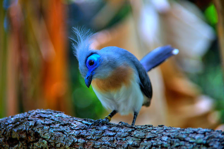A bird at the Animal Kingdom in Orlando, Florida.