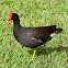 Common Gallinule