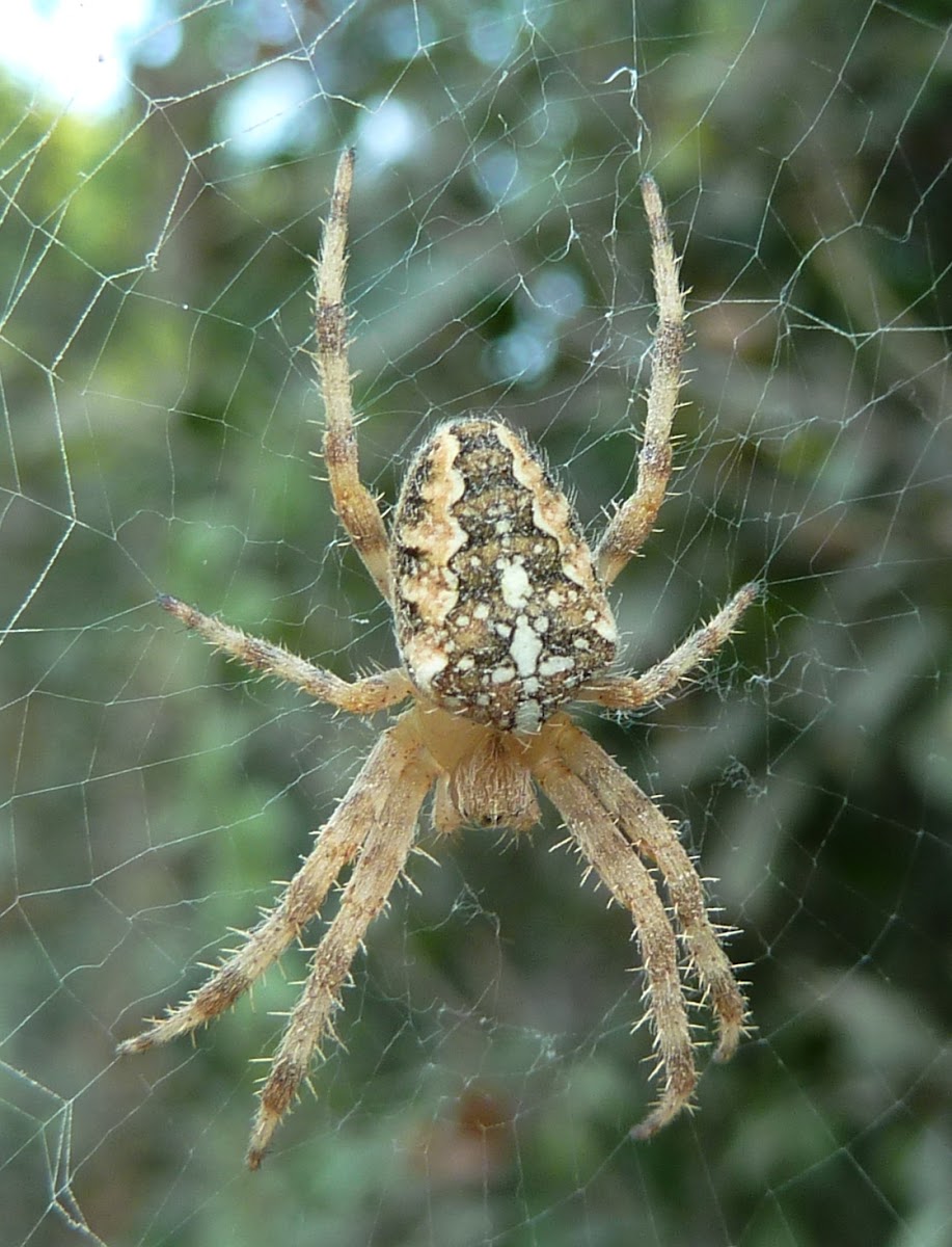 European Garden Spider