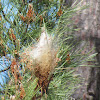 Pine processionary moth
