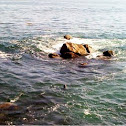 California Sea Lion