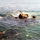 California Sea Lion