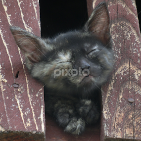 by Milan Vujasić - Animals - Cats Kittens