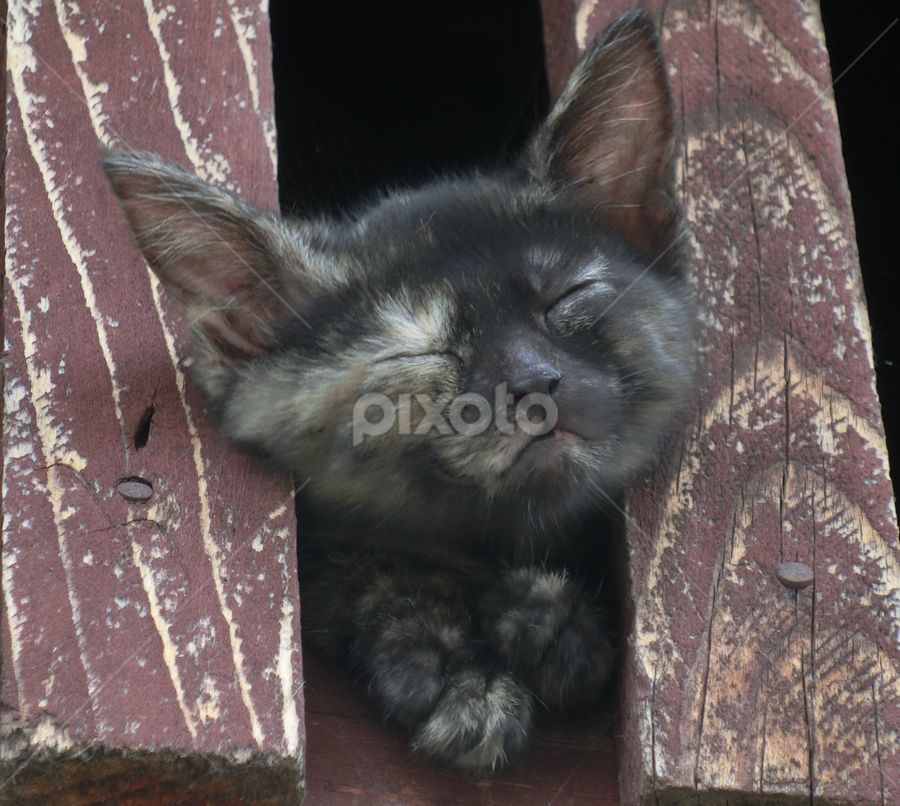 by Milan Vujasić - Animals - Cats Kittens