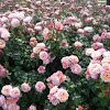 Rosales rosa