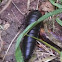 Carrion Beetle (larva)