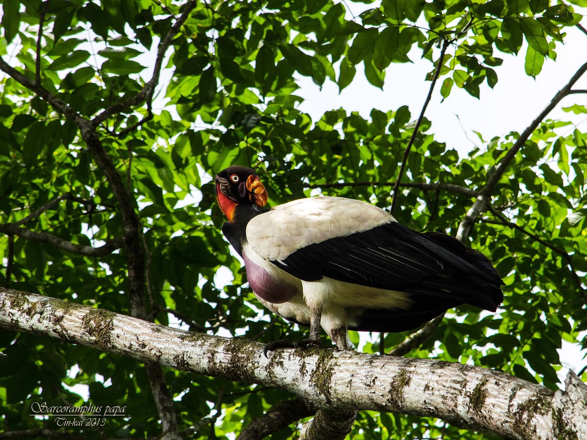 King Vulture