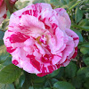 Fair Rosamond's Rose