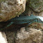 Madeiran Wall Lizard