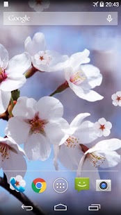 How to install Sakura Live Wallpaper 1.0.9 unlimited apk for laptop