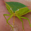 Shield bug