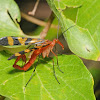Scorpionfly (male)