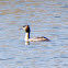 Great Crested Grebe; Somormujo Lavanco