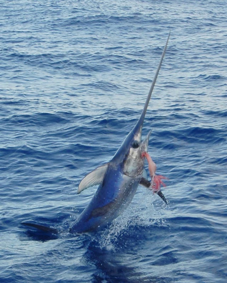 A swordfish on the line in the Florida Keys.