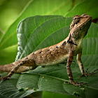 Sarada, Oriental Garden Lizard