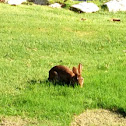 Eastern Cottontail