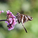 White-striped Longtail