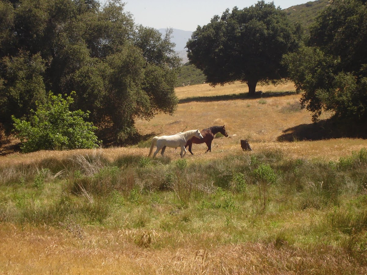 Arabian and Quarter Horse