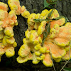 sulphur polypore, sulphur shelf or chicken mushroom 