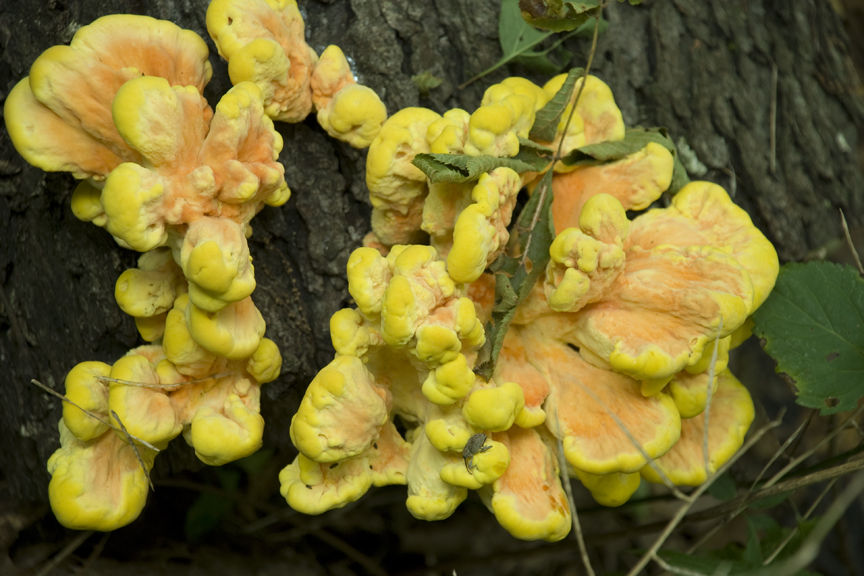 sulphur polypore, sulphur shelf or chicken mushroom 