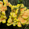 sulphur polypore, sulphur shelf or chicken mushroom 