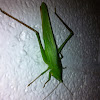 Coneheaded katydid (female)