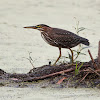 Green Heron