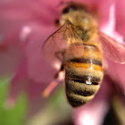 Western Honey Bee