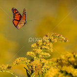 Early morning monarch by Kimberley Caruso -  