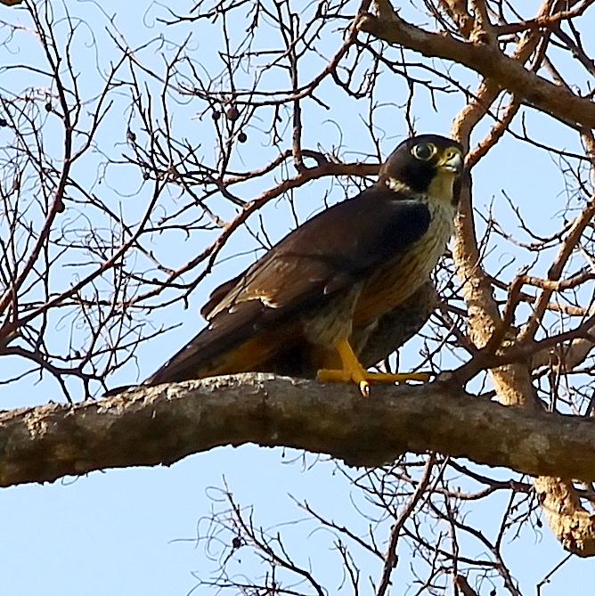 Peregrine Falcon juvenile