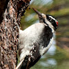 Carpintero o pico velloso (Hairy Woodpecker)