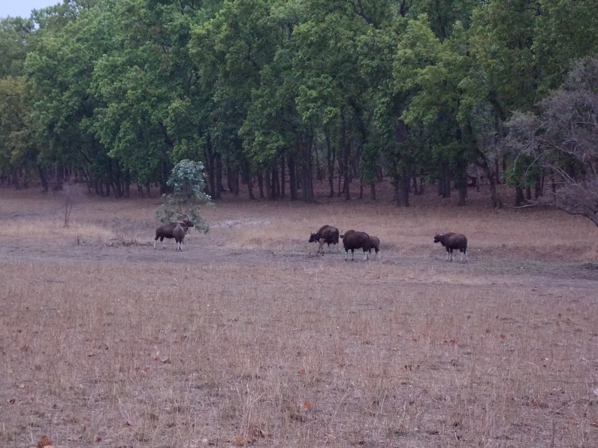 Gaur (Indian Bison)