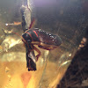 Predacious Diving Beetle
