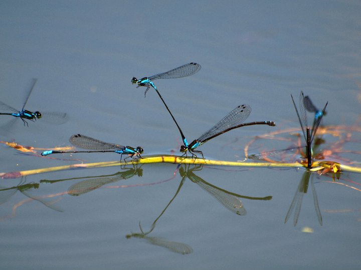 Common Blue Damsel fly